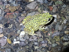 Anaxyrus debilis