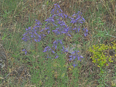 Teucrium orientale