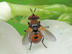 Gymnosoma rotundatum