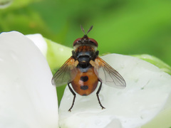 Gymnosoma rotundatum