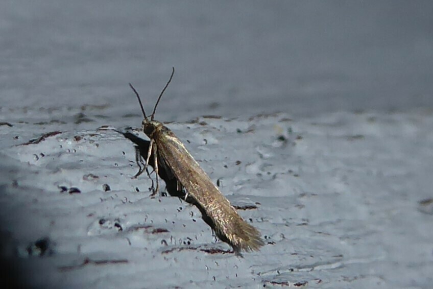 Kiwaia heterospora