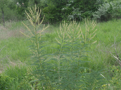 Astragalus galegiformis