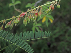Astragalus galegiformis