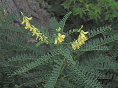 Astragalus galegiformis