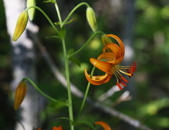 Lilium debile