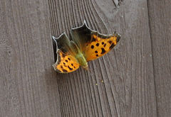 Polygonia interrogationis