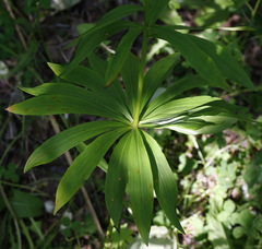Lilium debile
