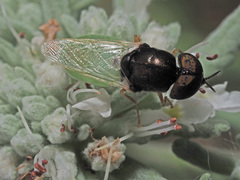 Oplodontha