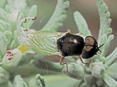 Oplodontha