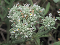 Teucrium capitatum