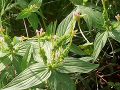 Spigelia anthelmia