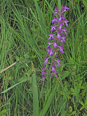 Anacamptis