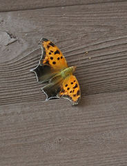 Polygonia interrogationis