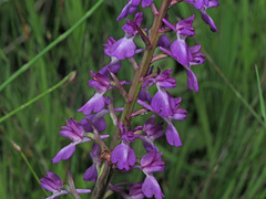 Anacamptis