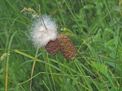 Typha minima