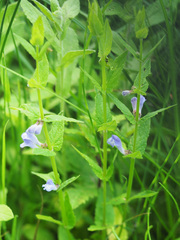 Scutellaria galericulata