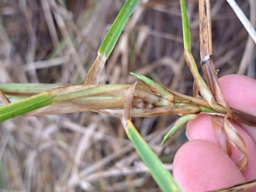 Image of Tufted Tall Mannagrass (Glyceria elata) by no rights reserved