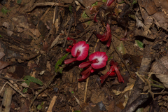 Etlingera brevilabrum