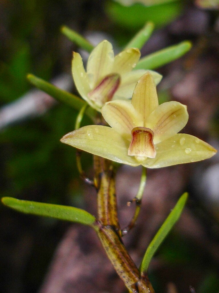Dendrobium amiceanum M.Pignal & Laud. 2