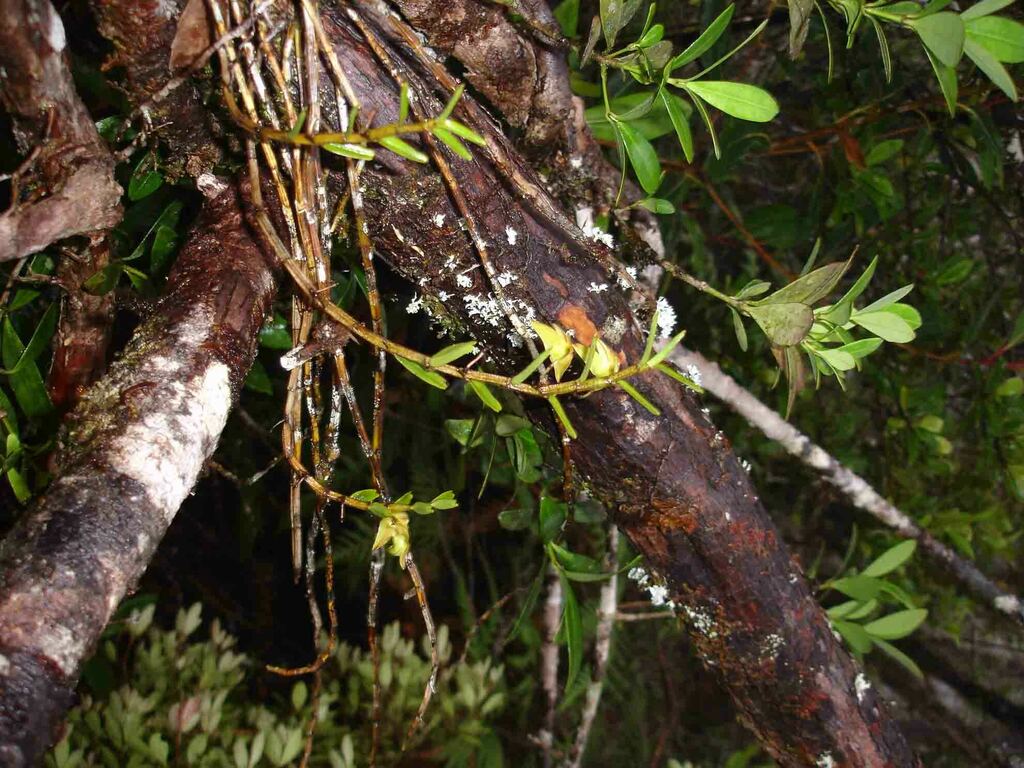 Dendrobium amiceanum M.Pignal & Laud.