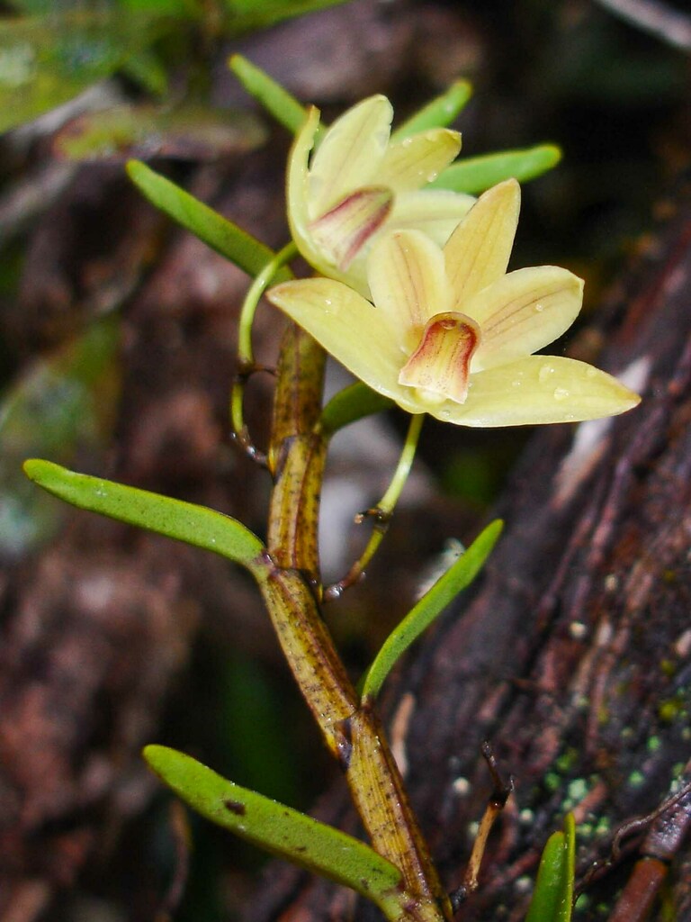 Dendrobium amiceanum M.Pignal & Laud. 3