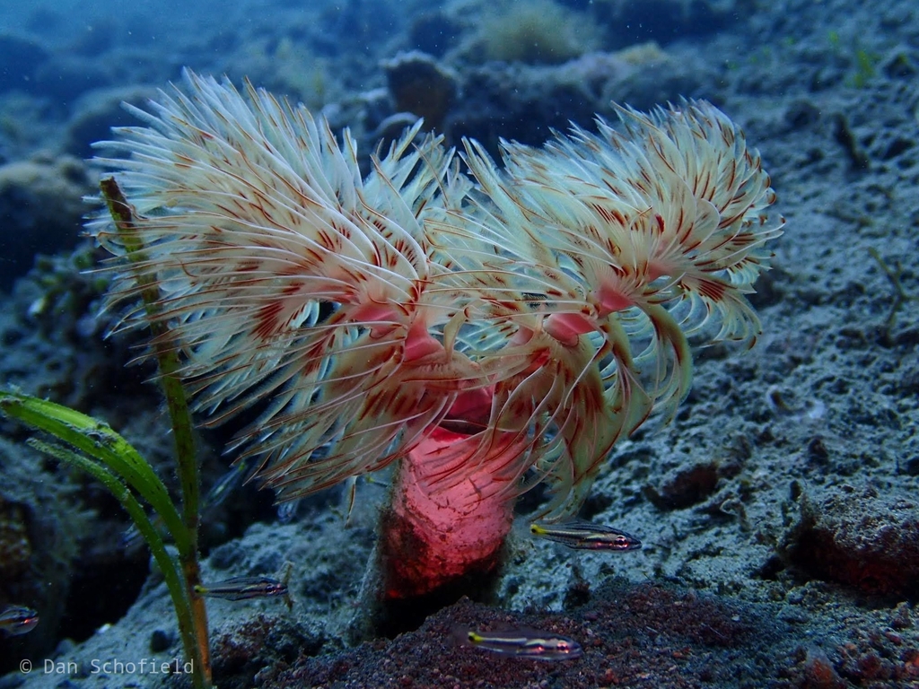 Mopworm