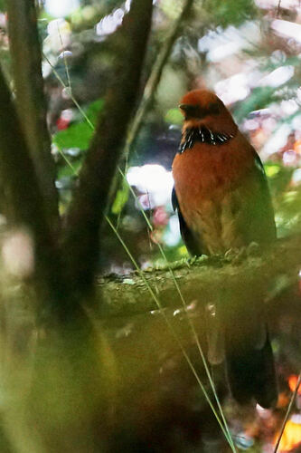 Rufous-headed Ground Roller (Atelornis crossleyi), photo 8