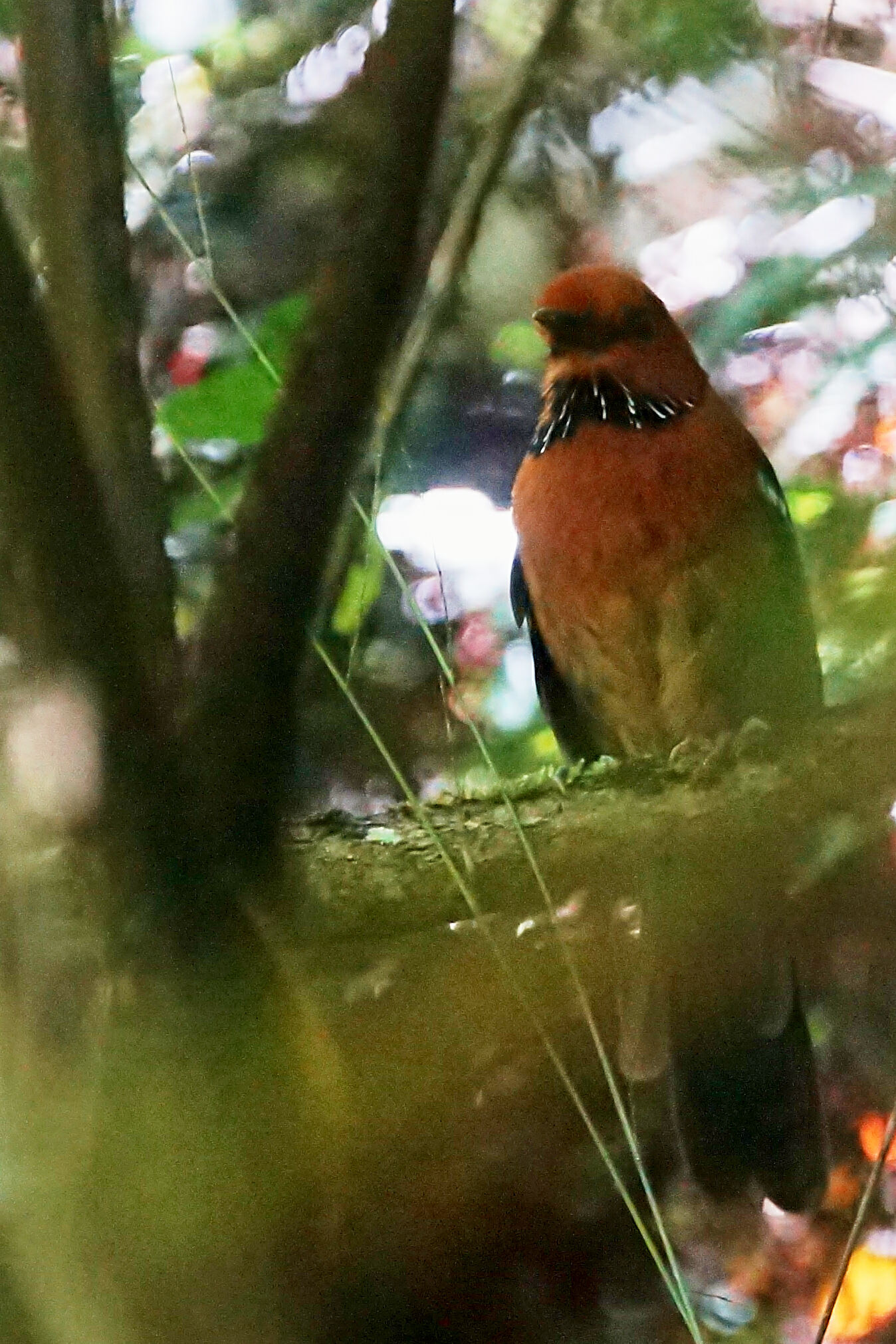 Rufous-headed Ground Roller (Atelornis crossleyi), photo 6