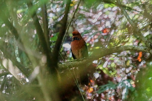 Rufous-headed Ground Roller (Atelornis crossleyi), photo 10