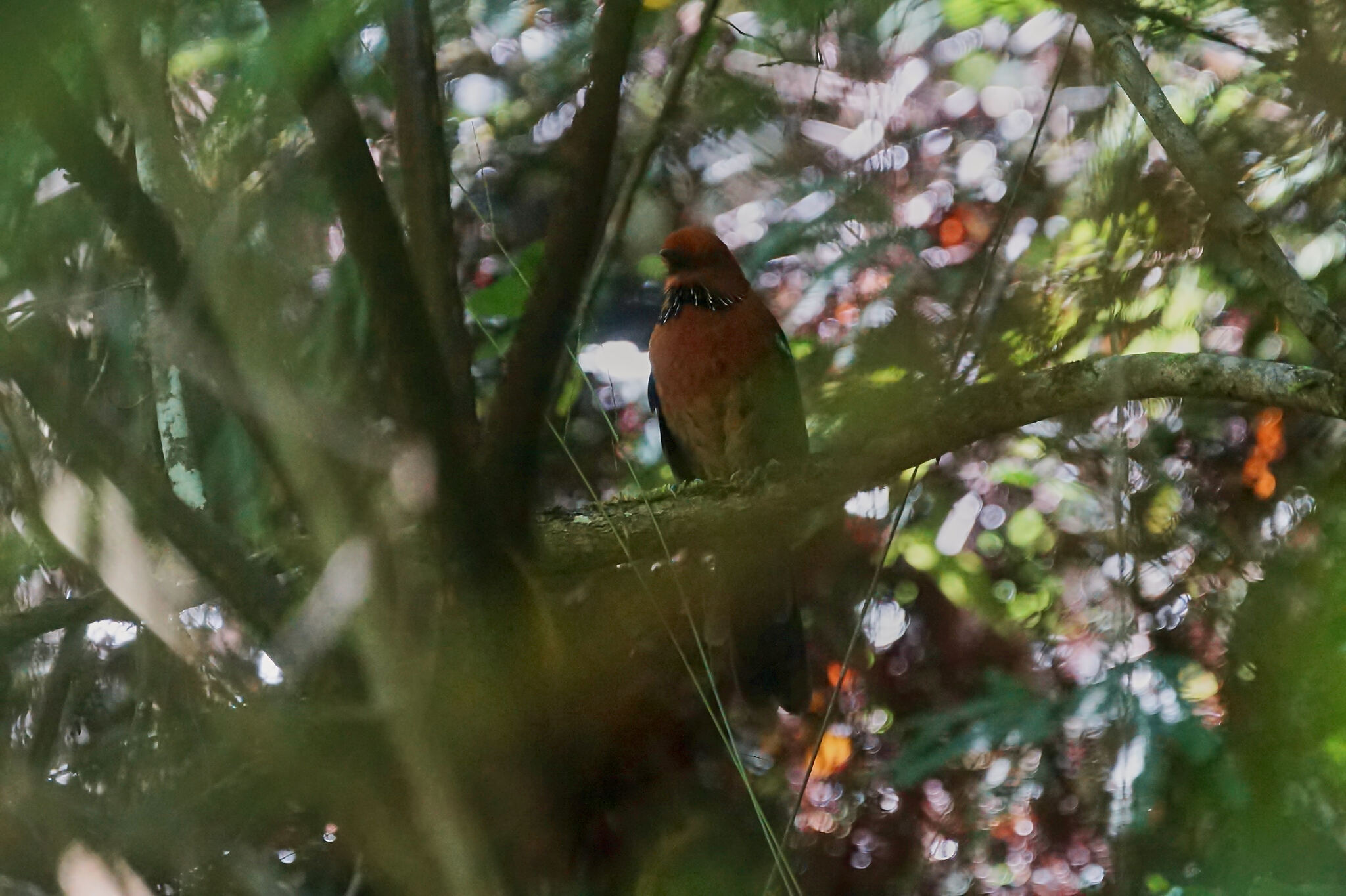 Rufous-headed Ground Roller (Atelornis crossleyi), photo 4