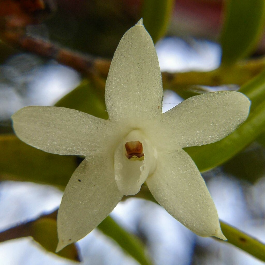 Glomera macdonaldii
