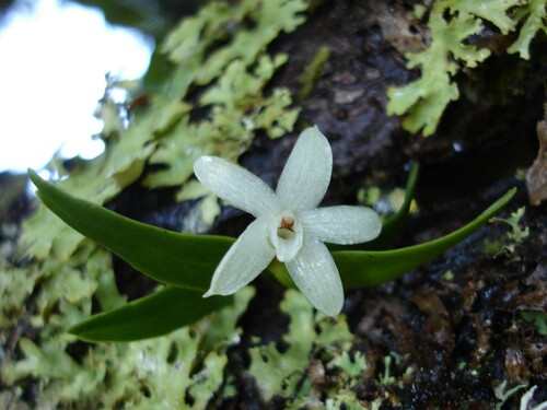 Glossorhyncha observed 2006-12-10