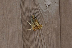 Polygonia interrogationis