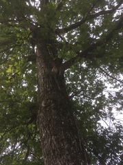 Thaumetopoea processionea