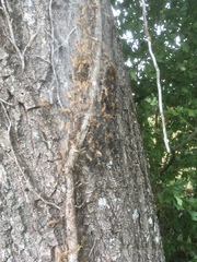 Thaumetopoea processionea