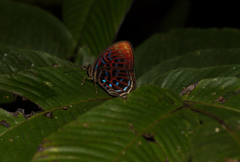 Paralaxita damajanti
