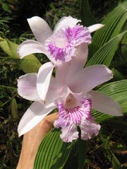 Sobralia rosea