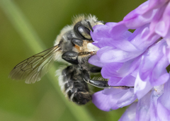 Megachile frigida