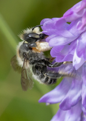 Megachile frigida