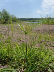 Cyperus esculentus leptostachyus