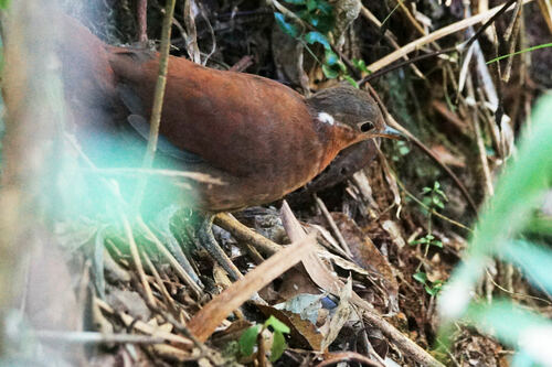 Brown Mesite (Mesitornis unicolor), photo 9