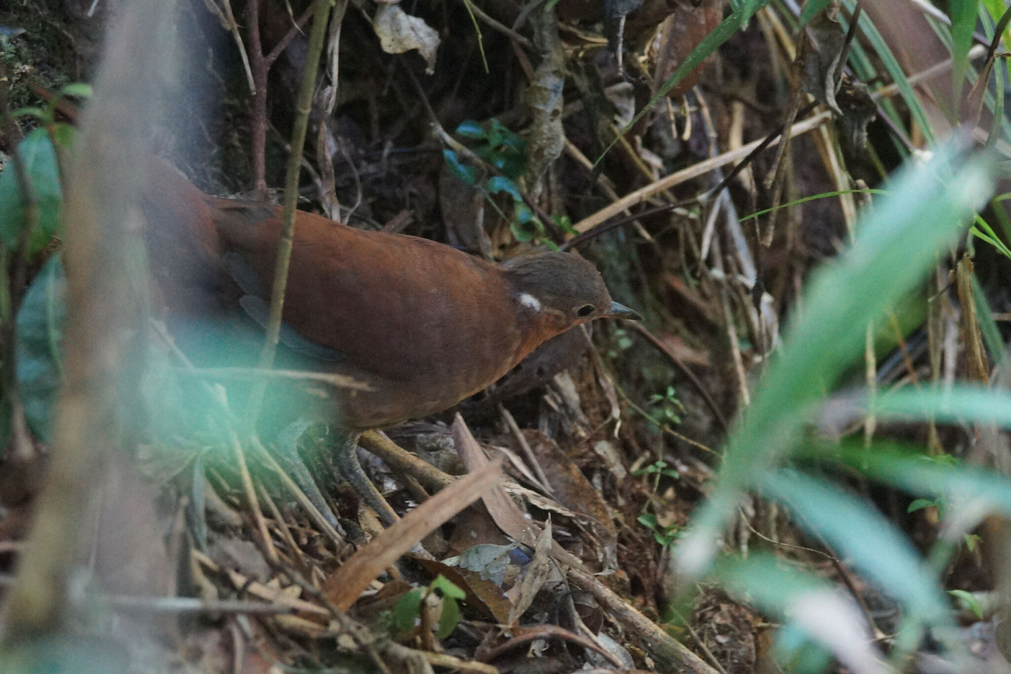 Brown Mesite (Mesitornis unicolor), photo 4