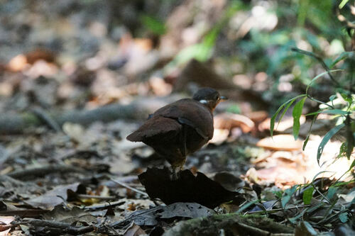 Brown Mesite (Mesitornis unicolor), photo 5