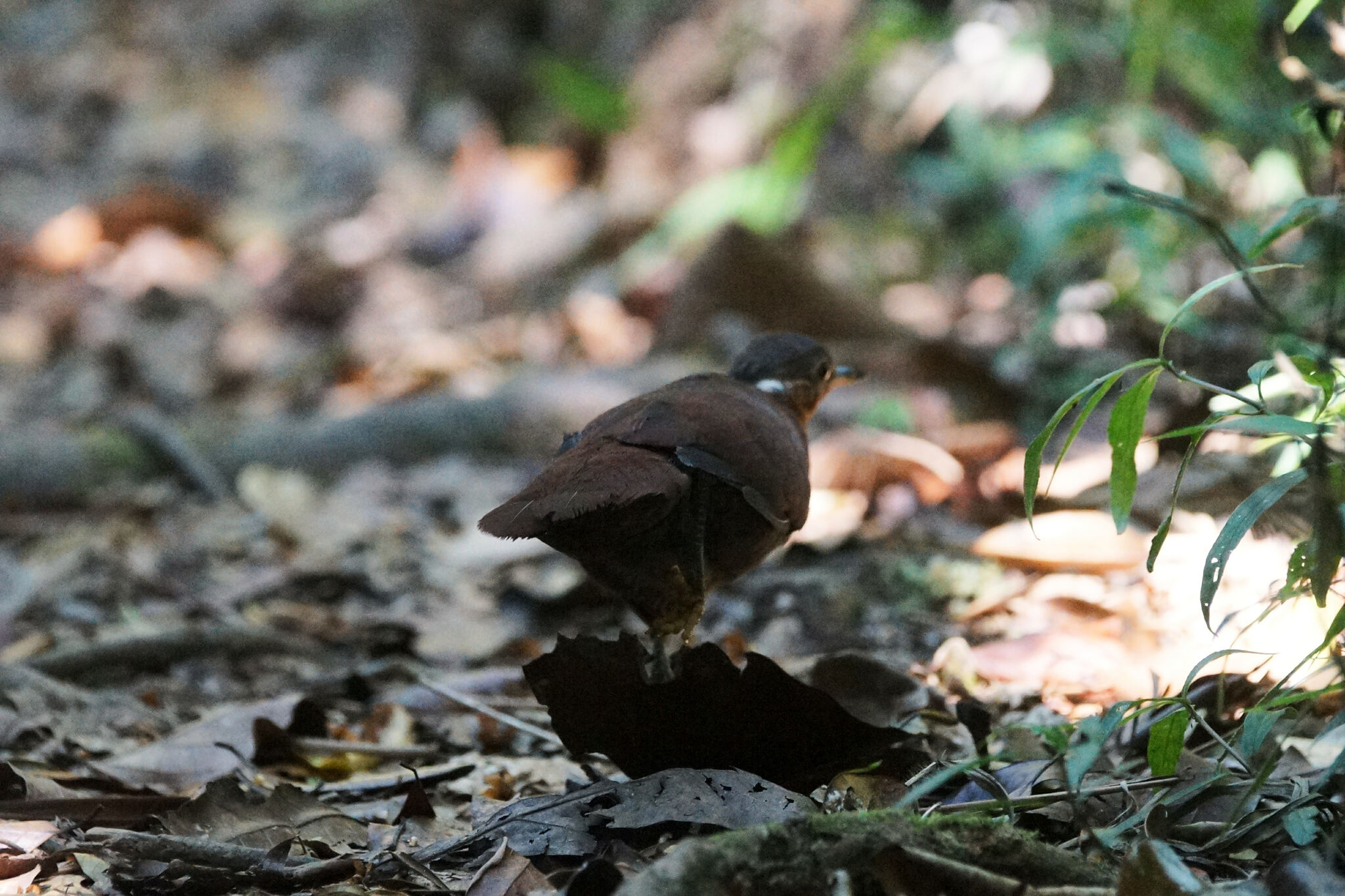 Brown Mesite (Mesitornis unicolor), photo 6