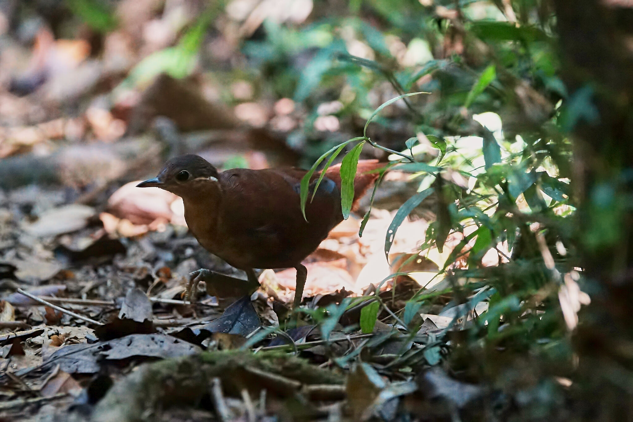 Brown Mesite (Mesitornis unicolor), photo 7