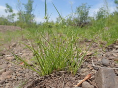Cyperus lupulinus macilentus