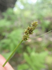 Media resource of Carex arcta