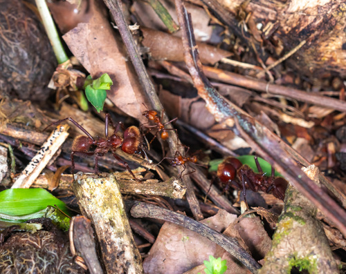 Leafcutter ant