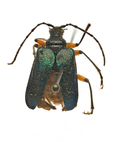 Metallic Fir Borer photo 2