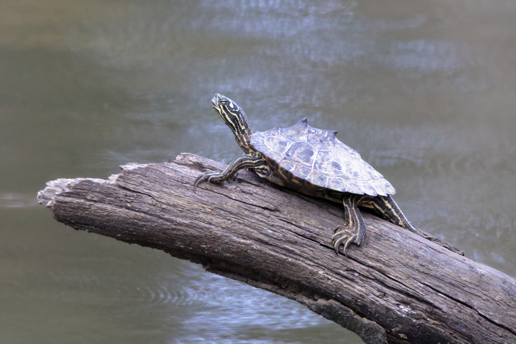 Ringed Map Turtle